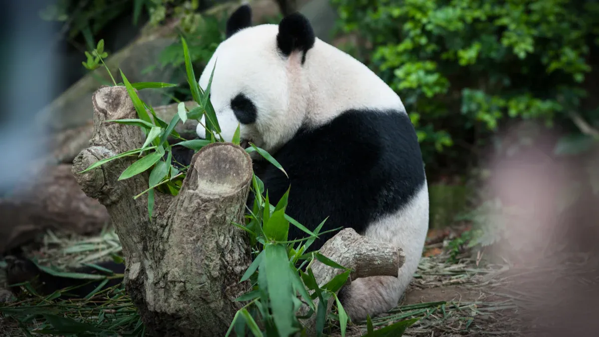 Xiang Xiang (Ueno Zoo, Japan)