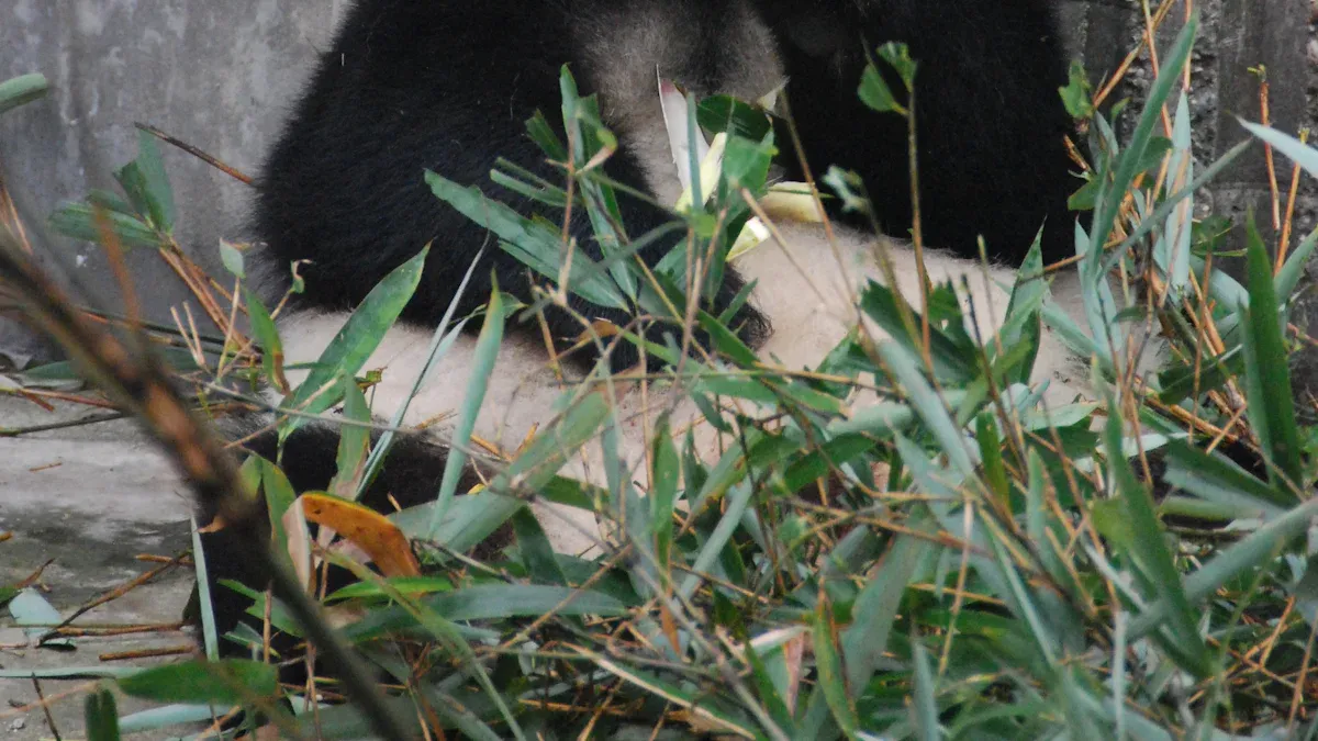 Mei Xiang and Tian Tian (National Zoo, Washington, D.C.)