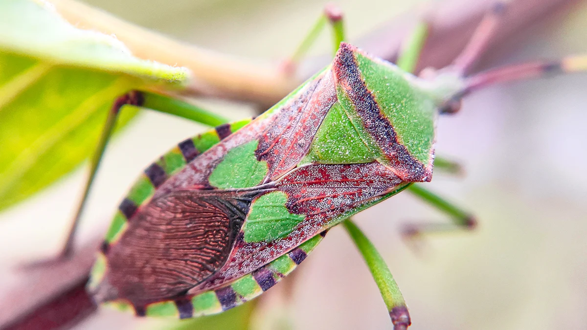 Description des bugs et de leur impact sur le SEO