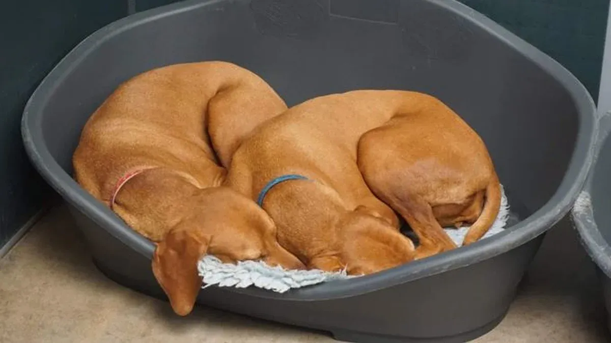 Outdoor Dog Bed Cleanup Guide