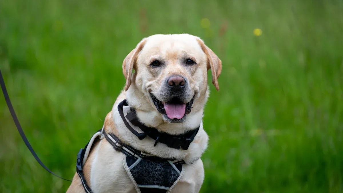 Measuring and Sizing the Harness