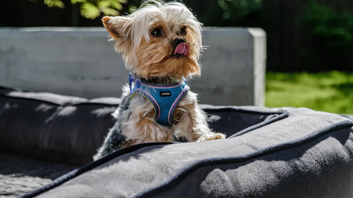 Signs Your Harness and Leash Aren’t Working