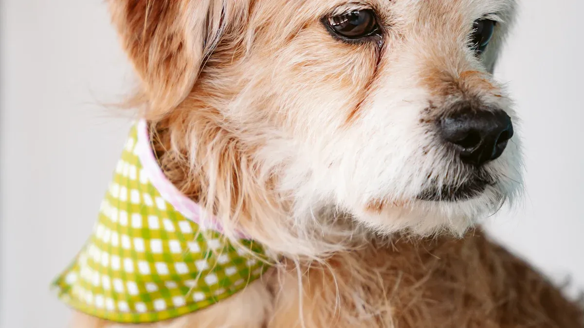 Small Dog Collars Materials Compared