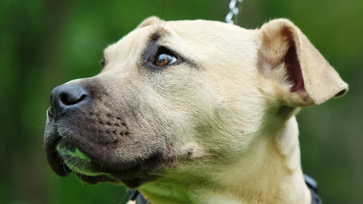 Best Harness for Large Dogs: Design and Comfort