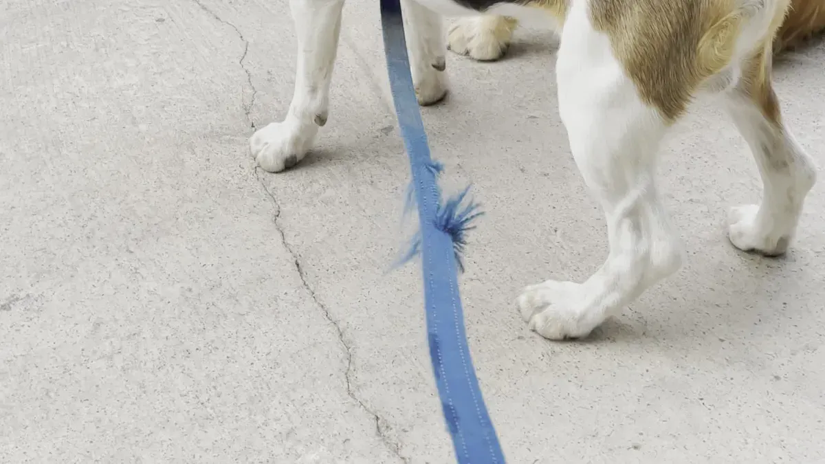 Signs of Harness and Leash Pairing Failure
