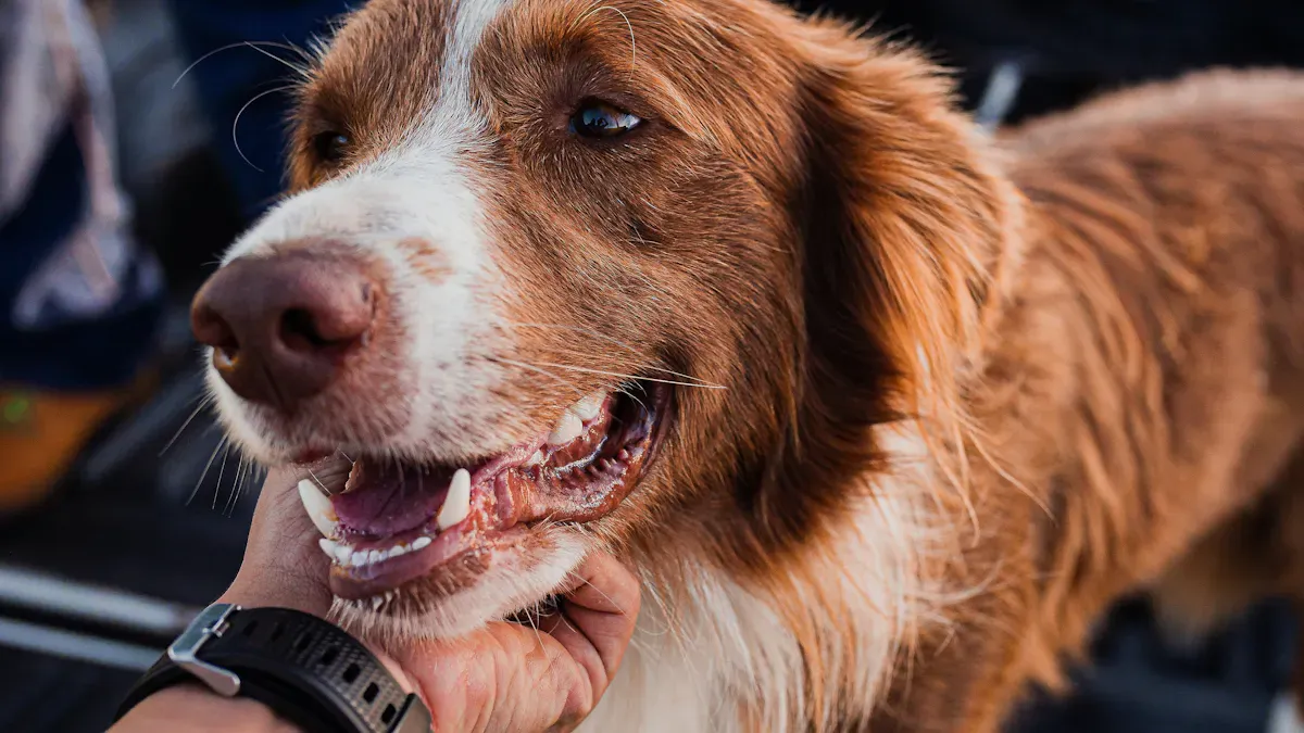 Best Leashes for Dogs Who Pull: Features That Help or Hurt