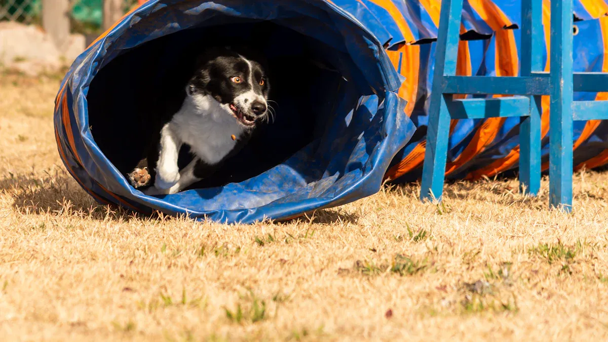 Dog tunnel training: step-by-step plan