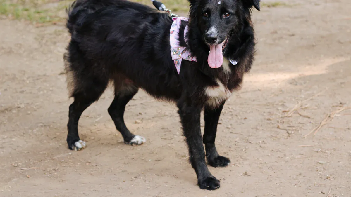 Matching the Leash to the Dog and Route