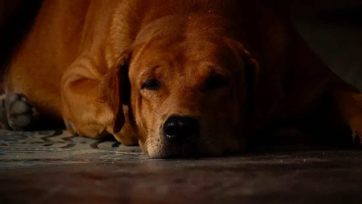 Elevated dog bed failure signs and fixes