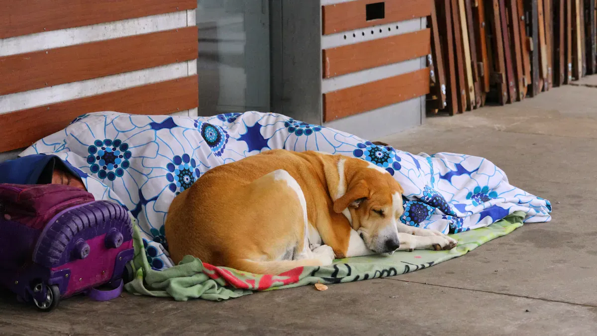 Placement and Safety for Outdoor Dog Beds