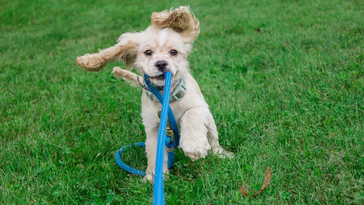 Troubleshooting Leash Frustrations