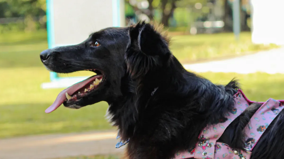 Dog harness materials and hardware checks