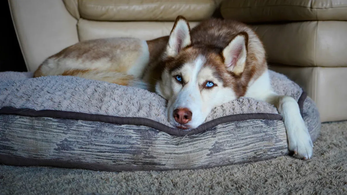 Signs Your Husky’s Current Bed Is the Wrong One