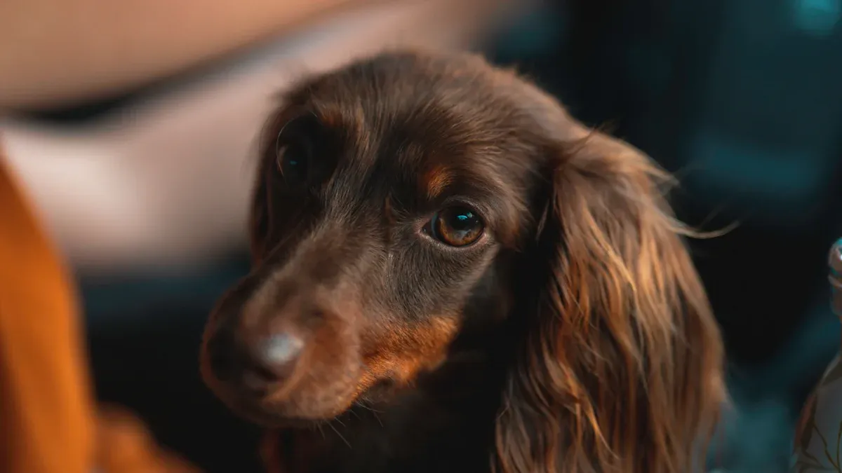 Dog Carriers: Materials and Easy Cleaning