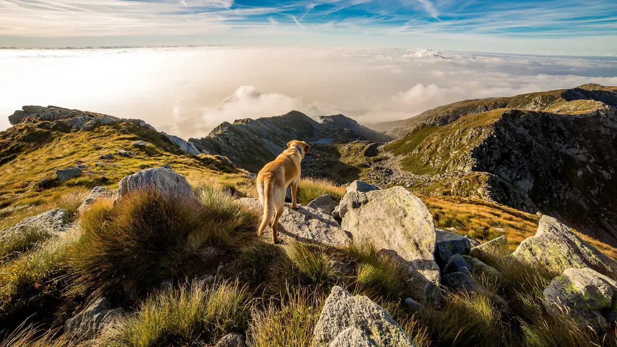 Dog hiking gear checks for load balance heat and handling