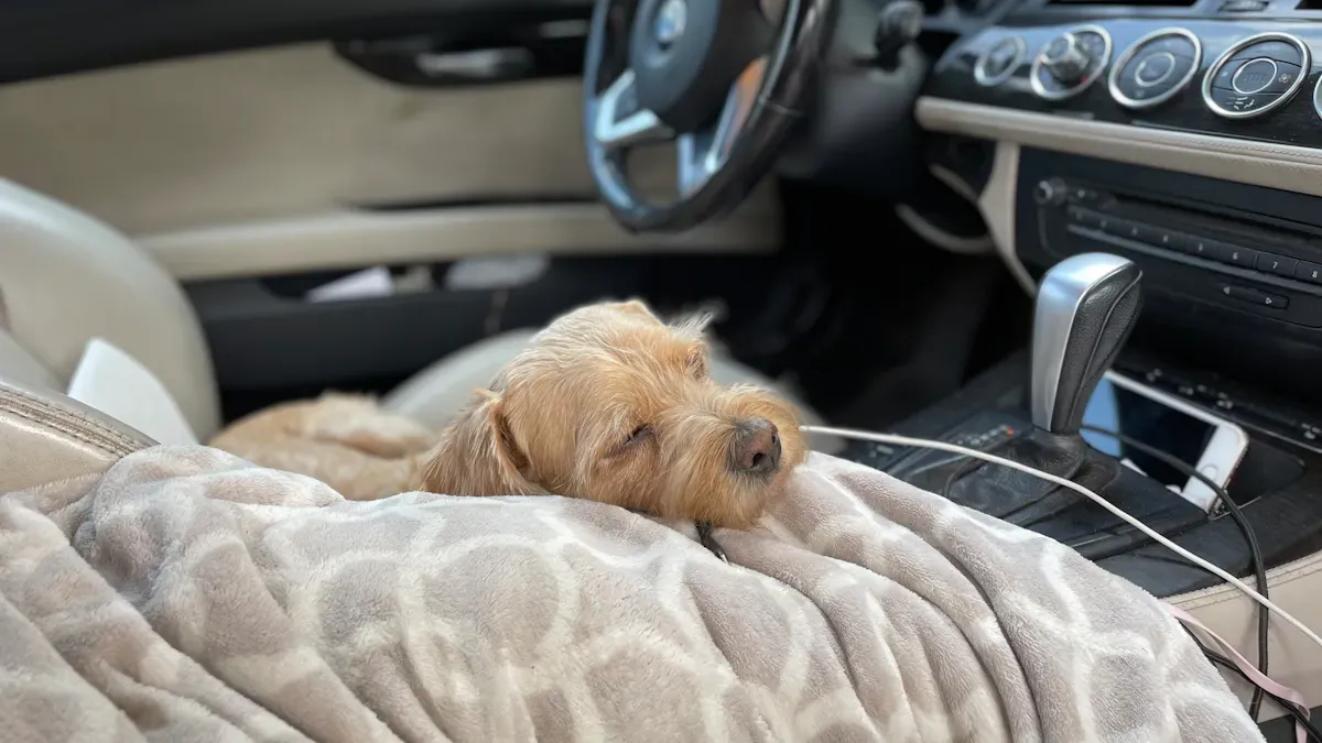 Car seat dog carrier stability and space checks