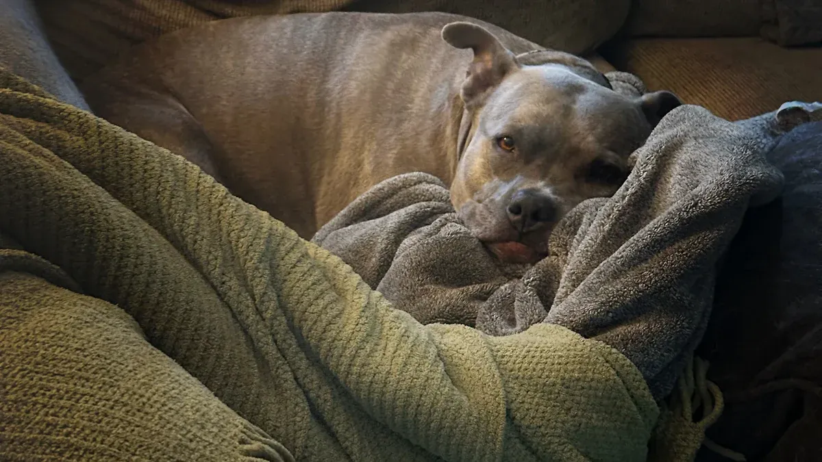 Why Dogs Curl Off Dog Bed Couch Edges
