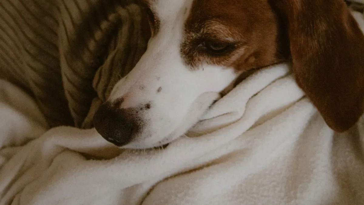 Signs Your Dog Isn’t Comfortable