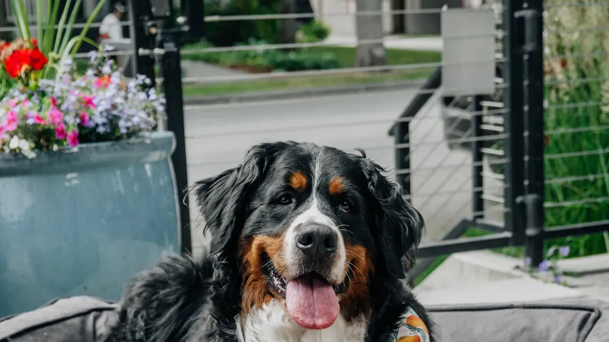 Exterior Dog Bed Fit and Comfort Checks