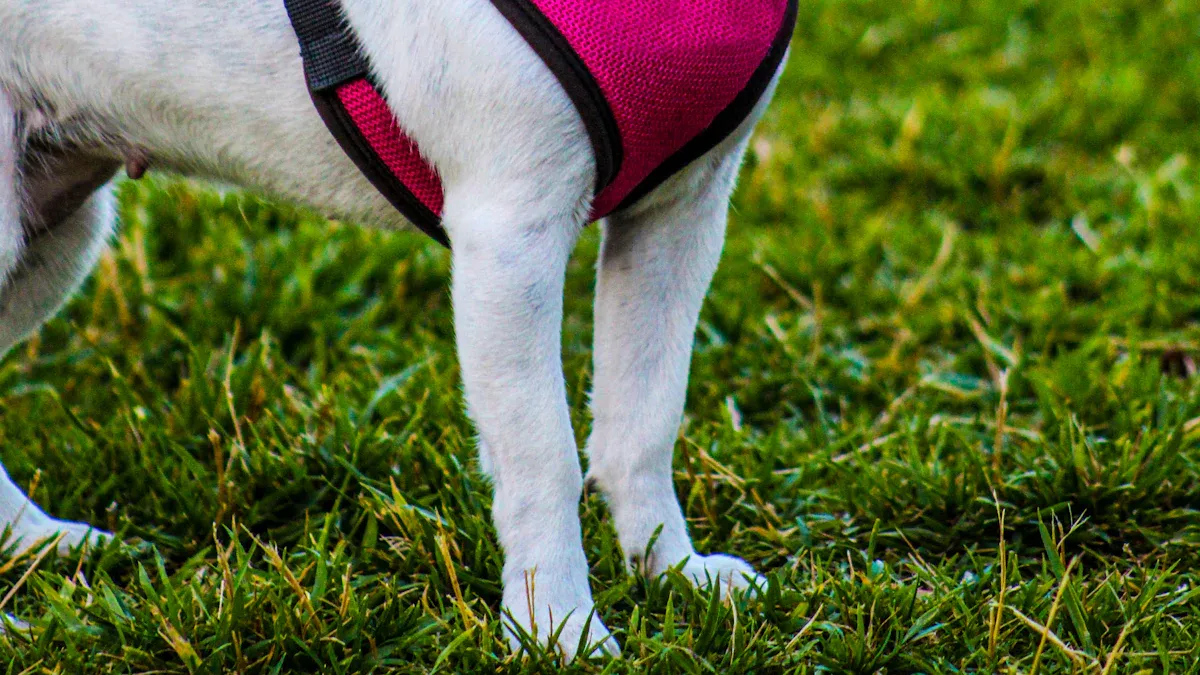 Dog Harness Fit: Signs and Troubleshooting