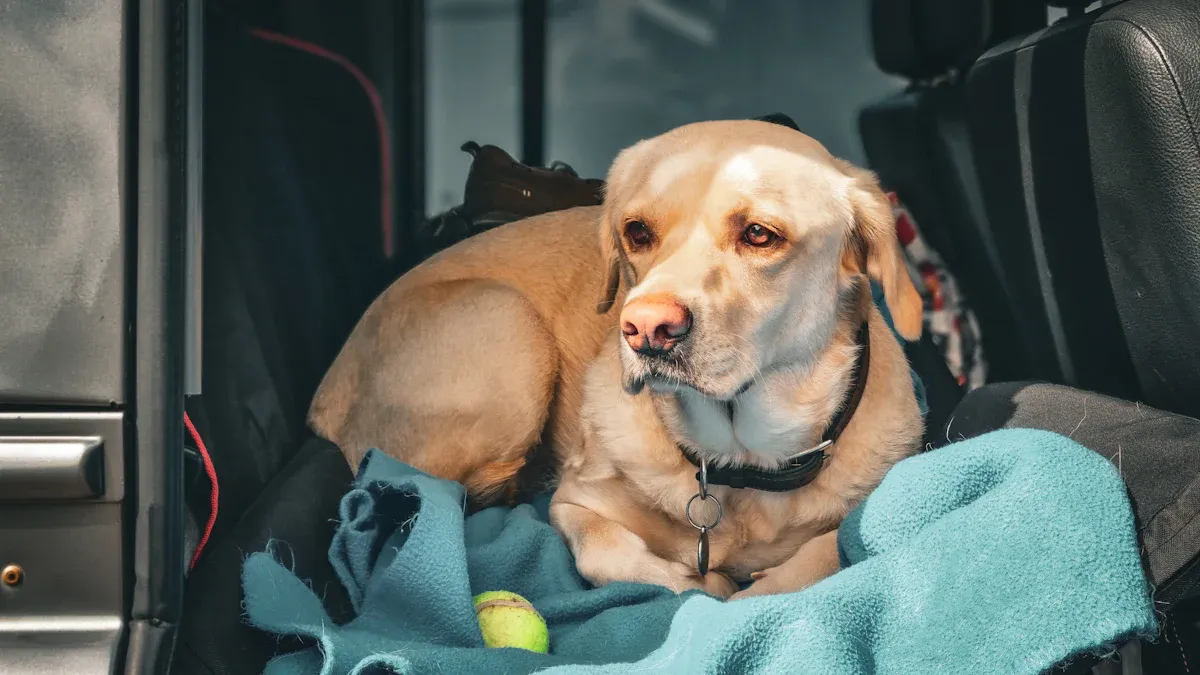 Booster Dog Car Seat vs. Lower Car Bed