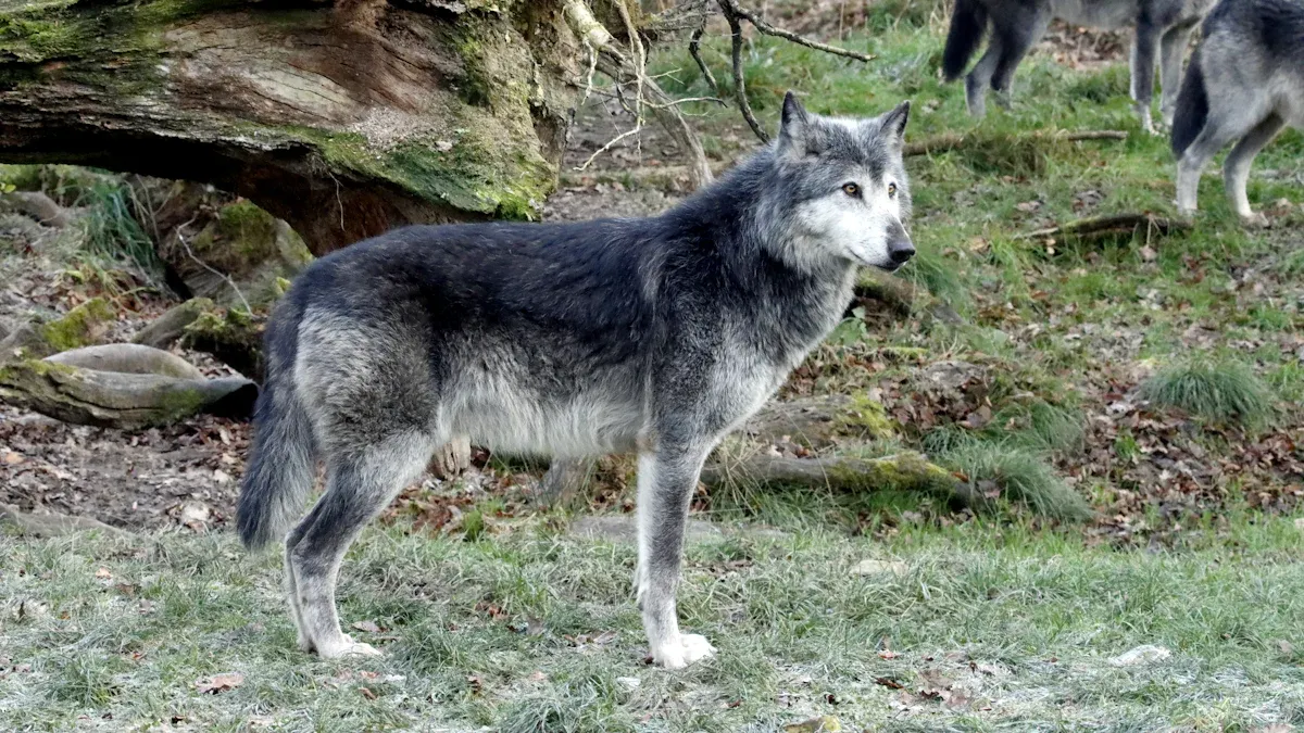 EU Dog Harness labelling checklist