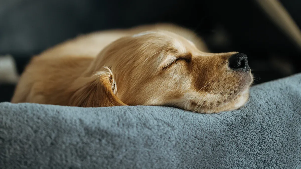 Questions that expose weak hard bottom dog seat cover designs