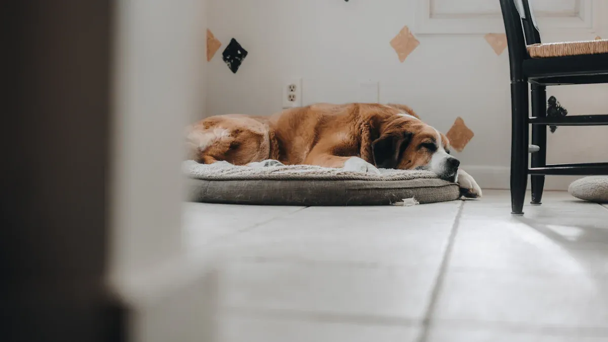 Signs Your Dog Prefers the Floor Over an Elevated Bed