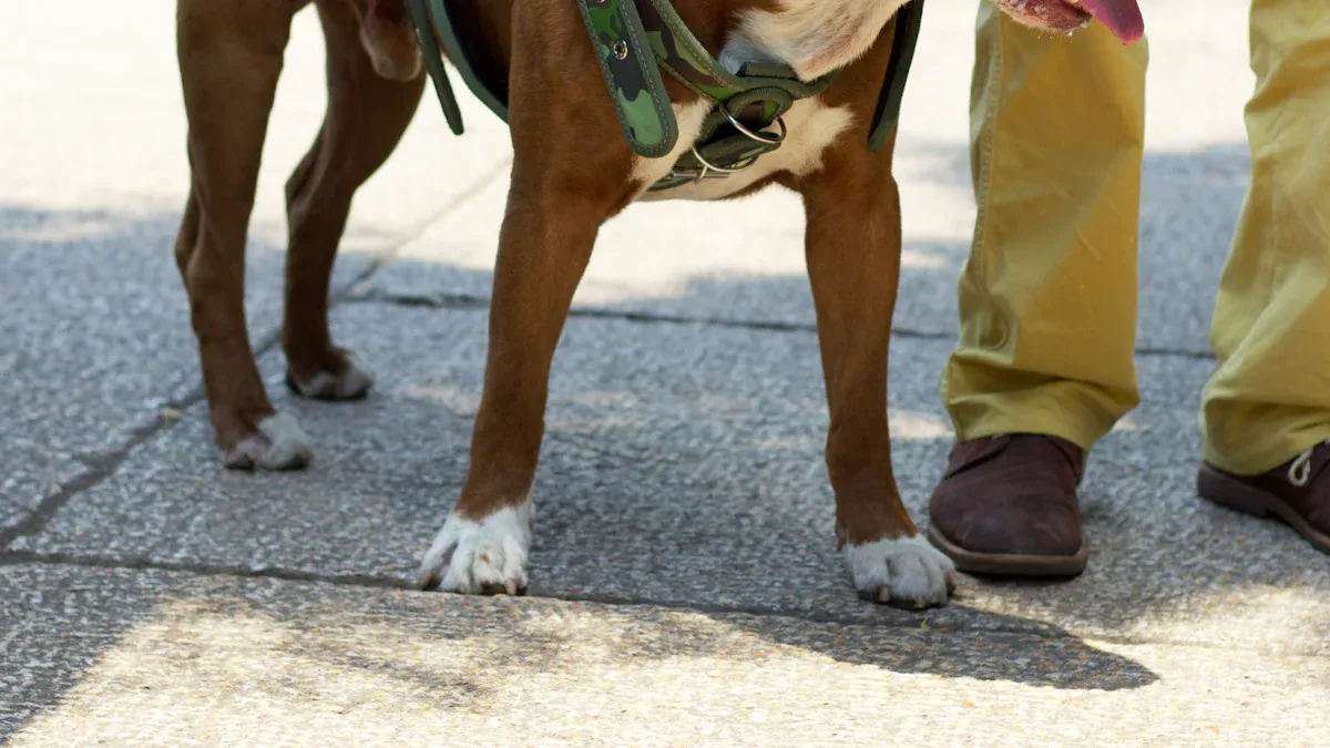 No Pull Harness Fit and Movement Setup