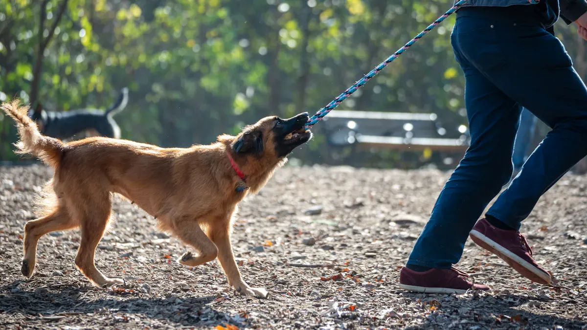 Walk Dog Leash Comfort vs. Clip Drag