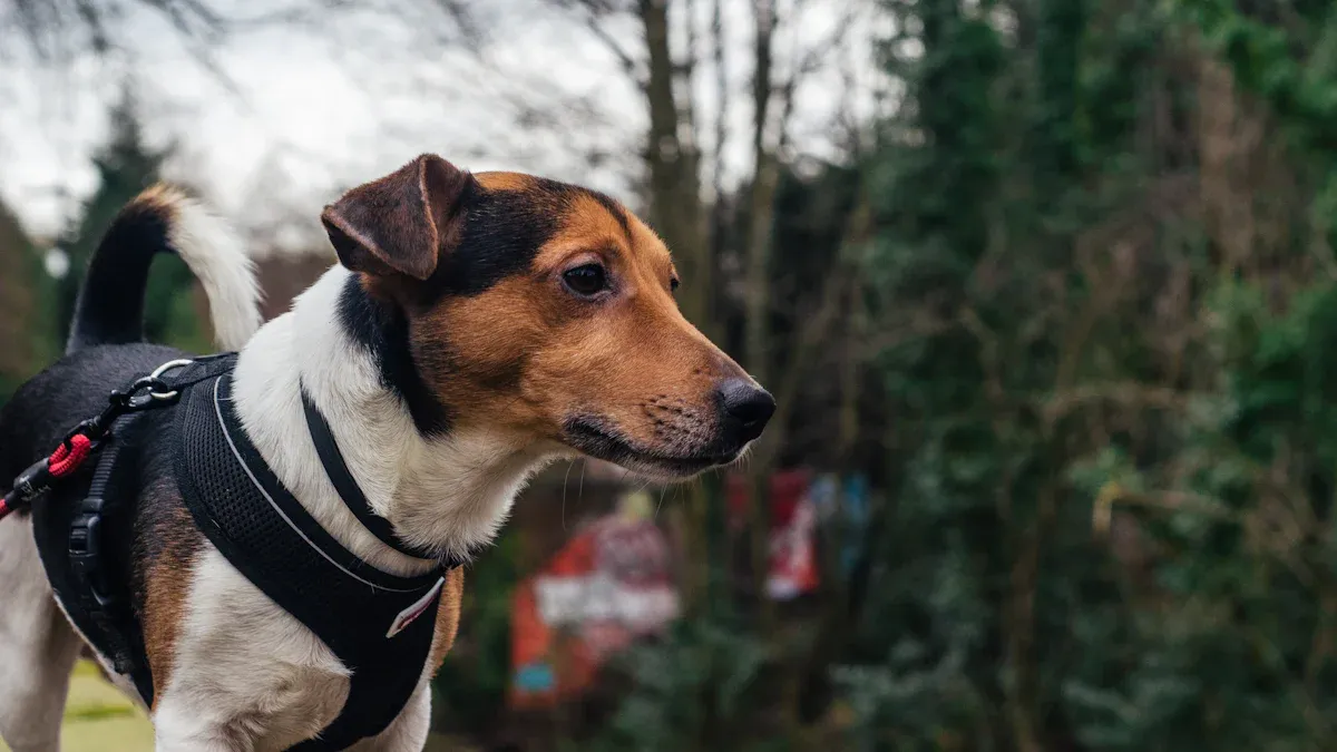 How to size a dog tactical harness