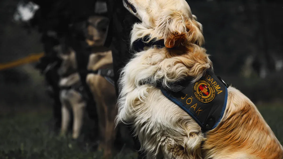 Fit and Safety Checks for Your Dog Harness