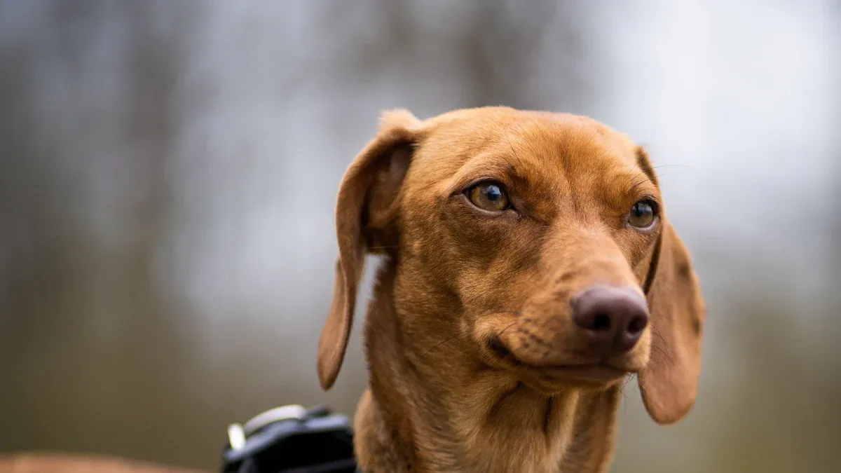 Checking dog harness fit after putting it on