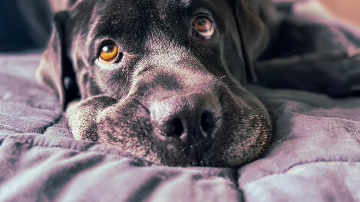 Signs of Failure: When to Replace or Upgrade the Best Large Dog Beds