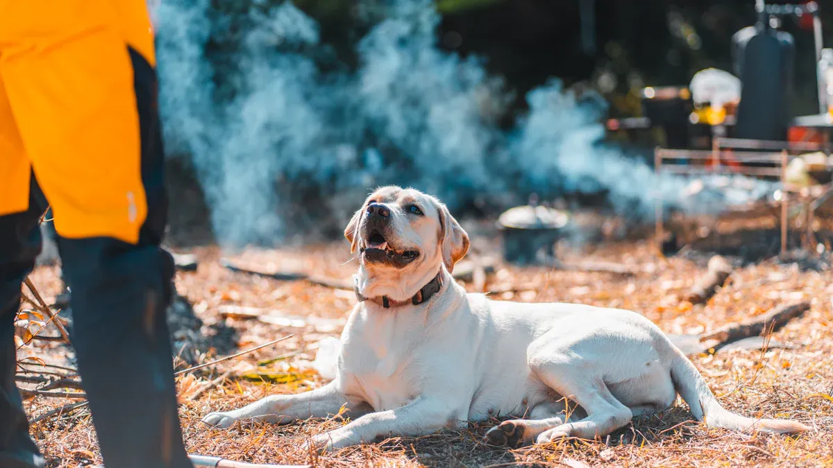 Back seat dog hammock safety and stability checks
