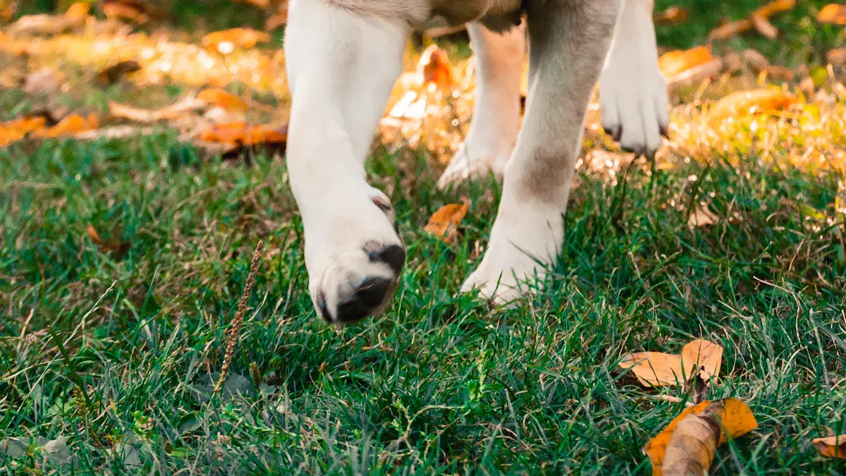 Using Nylon Leashes for Training