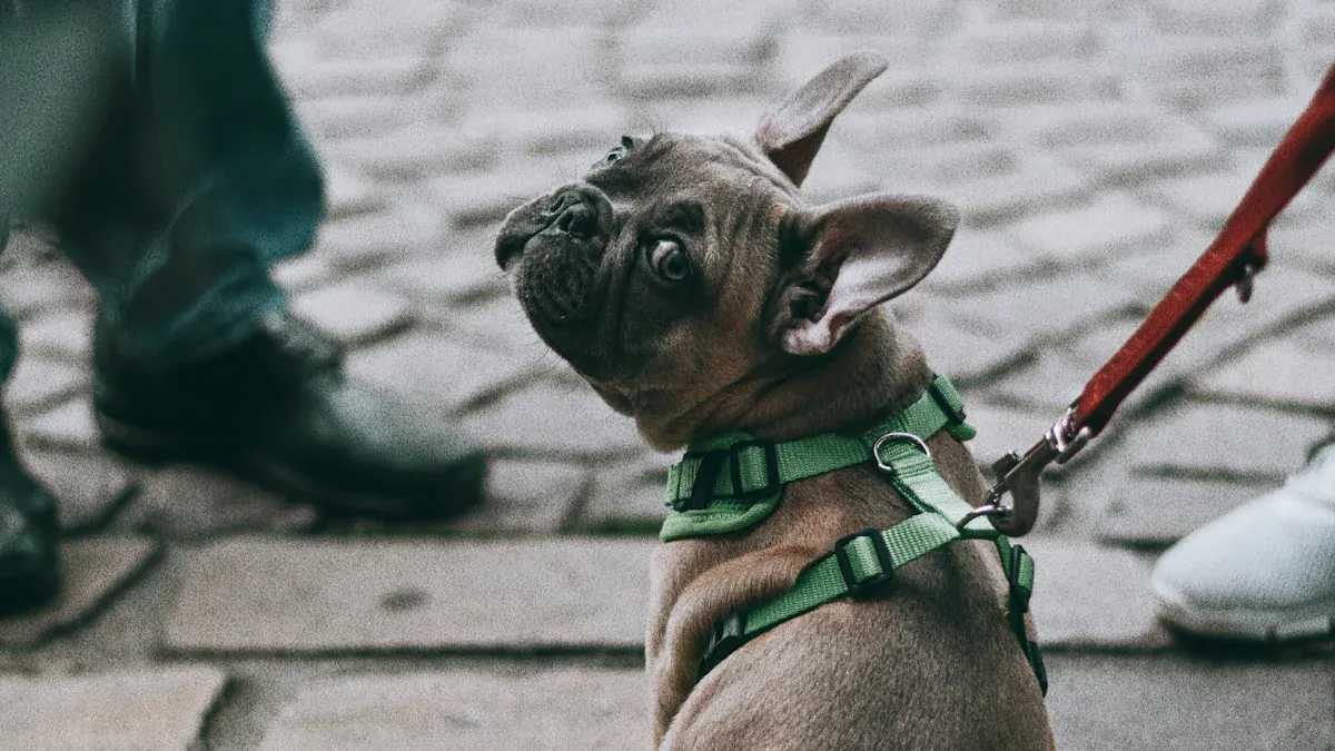 Choose leash length and material for the walks you actually do