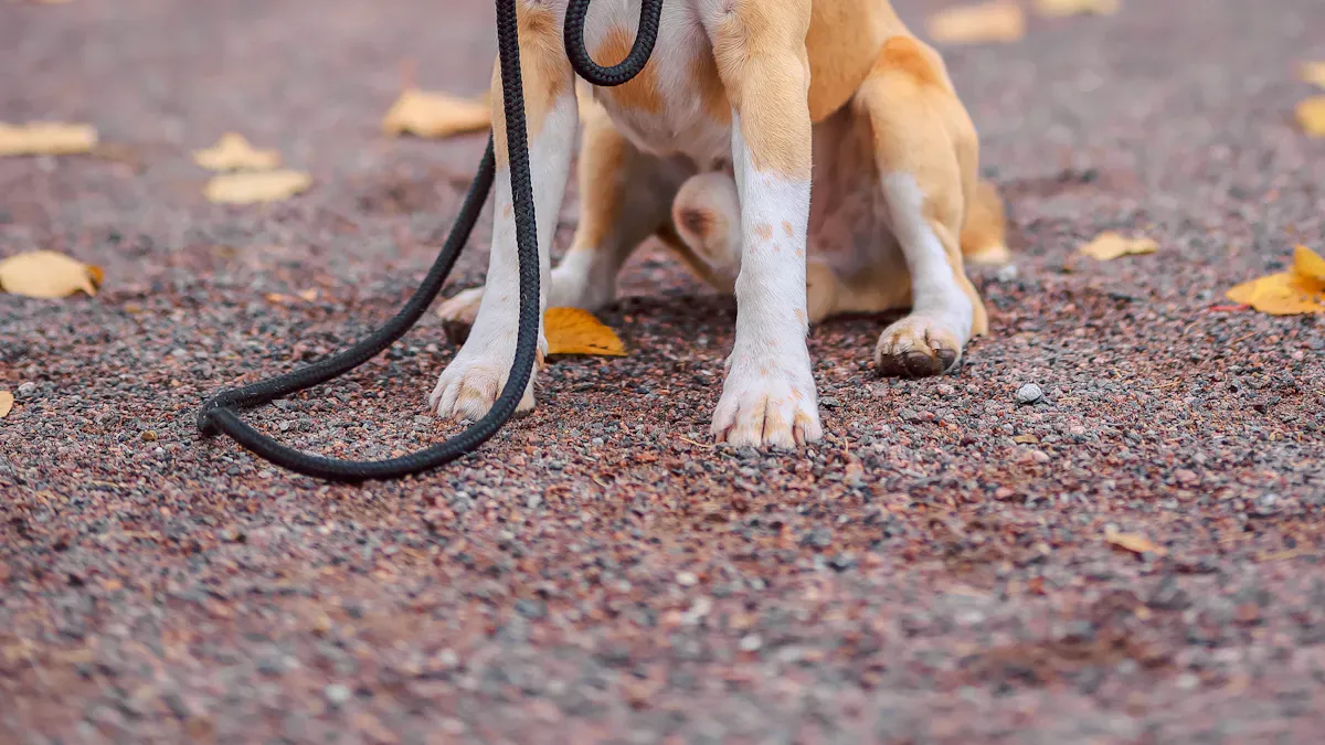 Key Failure Signs and Fixes for a Dog That Pulls