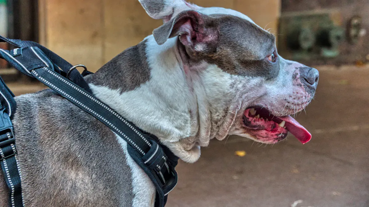 How to Check Dog Harness Fit During Movement