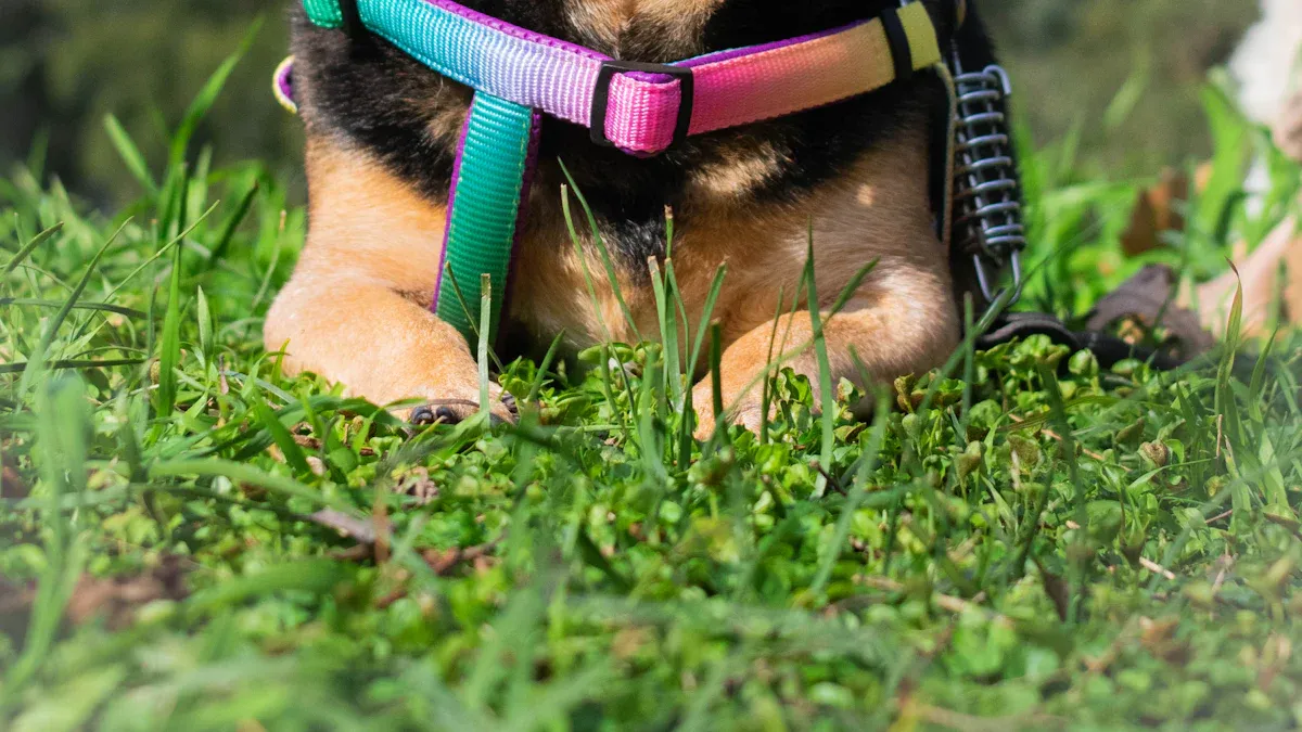 Pulling Harness for Dogs: How Designs Work