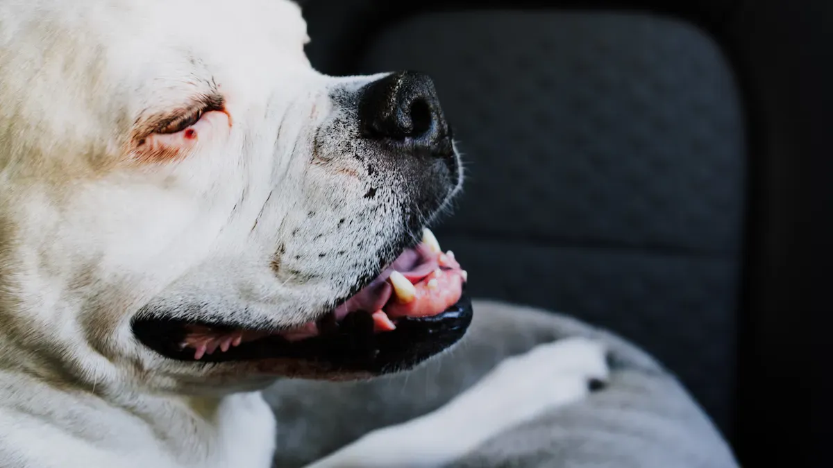 Safety issues and troubleshooting dog car seats