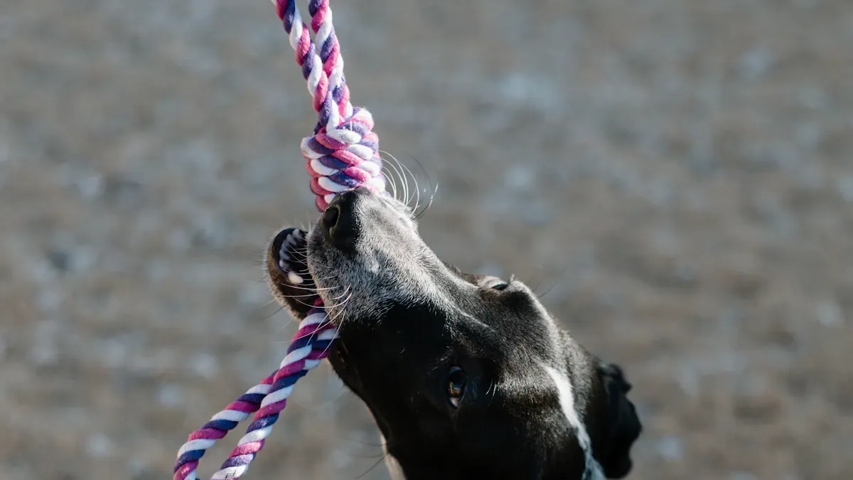 Best Dog Leash Materials and Setup Choices