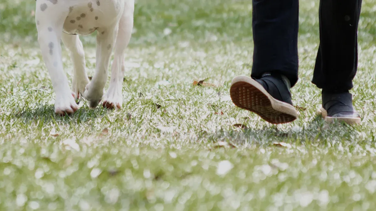 Training for Lasting Leash Manners
