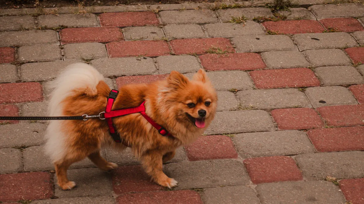 Choosing the Right Dog Harness Style