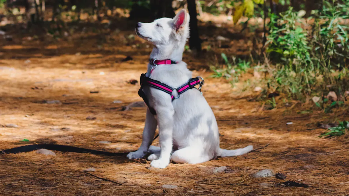 Quality and Comfort in Dog Harness Materials
