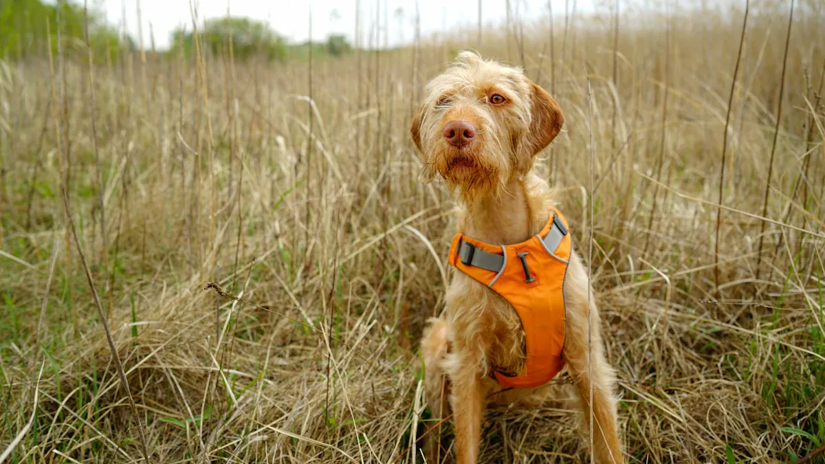 Traditional dog harness with handheld leash for better micro-control