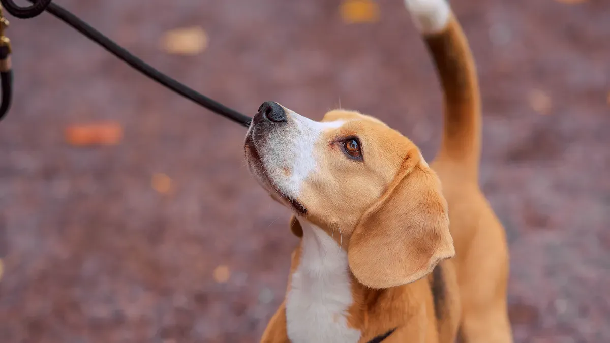 Dog Leash Features That Help or Hurt Pulling Control