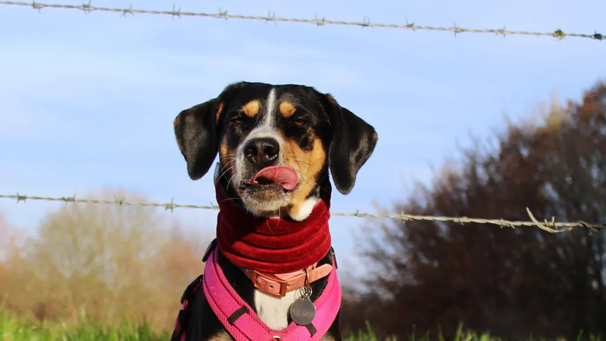 Dog Harness Fit Test: 2 Minute Check