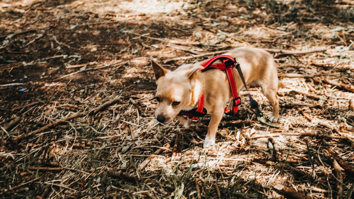 Signs of Harness Failure and Discomfort