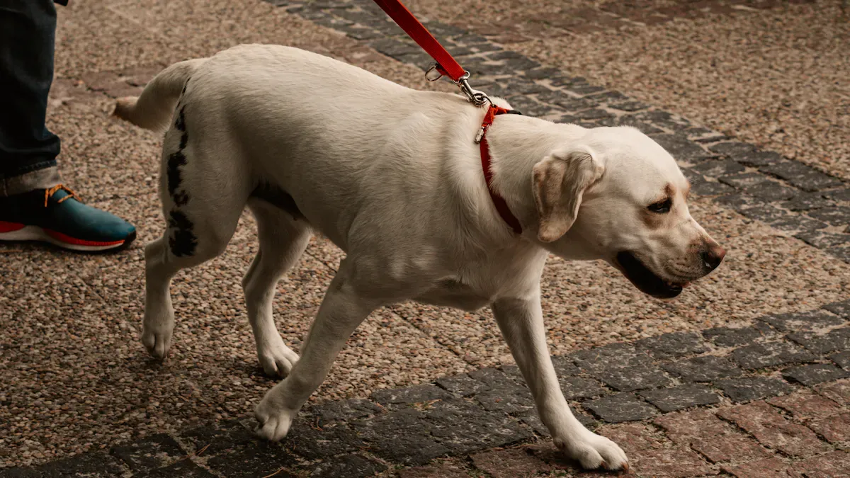 What the Best Dog Leash for Dogs That Pull Can and Cannot Do